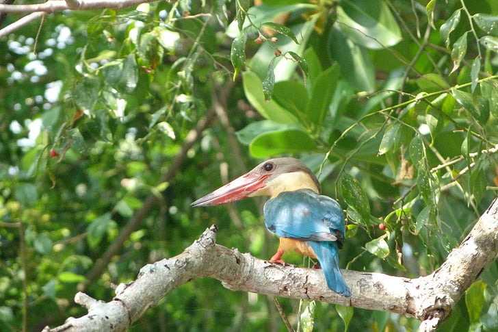 Martín pescador, pájaro, árbol, Sri lanka