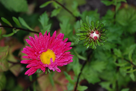 bunga, Bud, merah muda, tanaman, bunga, botani, alam