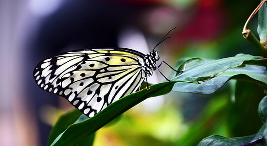 witte baumnymphe, idee leukonoe, vlinder, geel, geel zwart, insect, vleugel