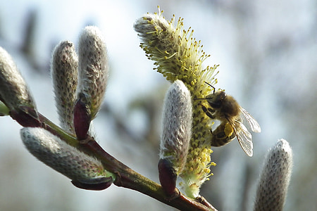 pussy willow, Pavasaris, ganīšanas siltumnīcefekta, Marts, gada pavasarī pazīmes
