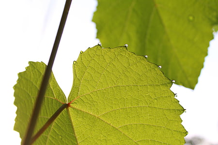leaf, nature, envir, drops plant leaves, water, plant, natural