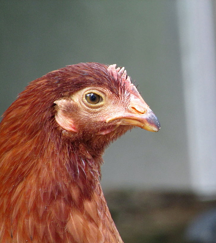 κοτόπουλο, όρνιθα, κόκκινο, κεφάλι, τα αυγά, κατοικίδιο ζώο, πρόσωπο