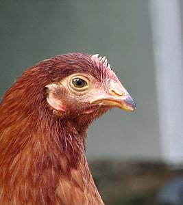 frango, galinha, vermelho, cabeça, ovos, animal de estimação, cara