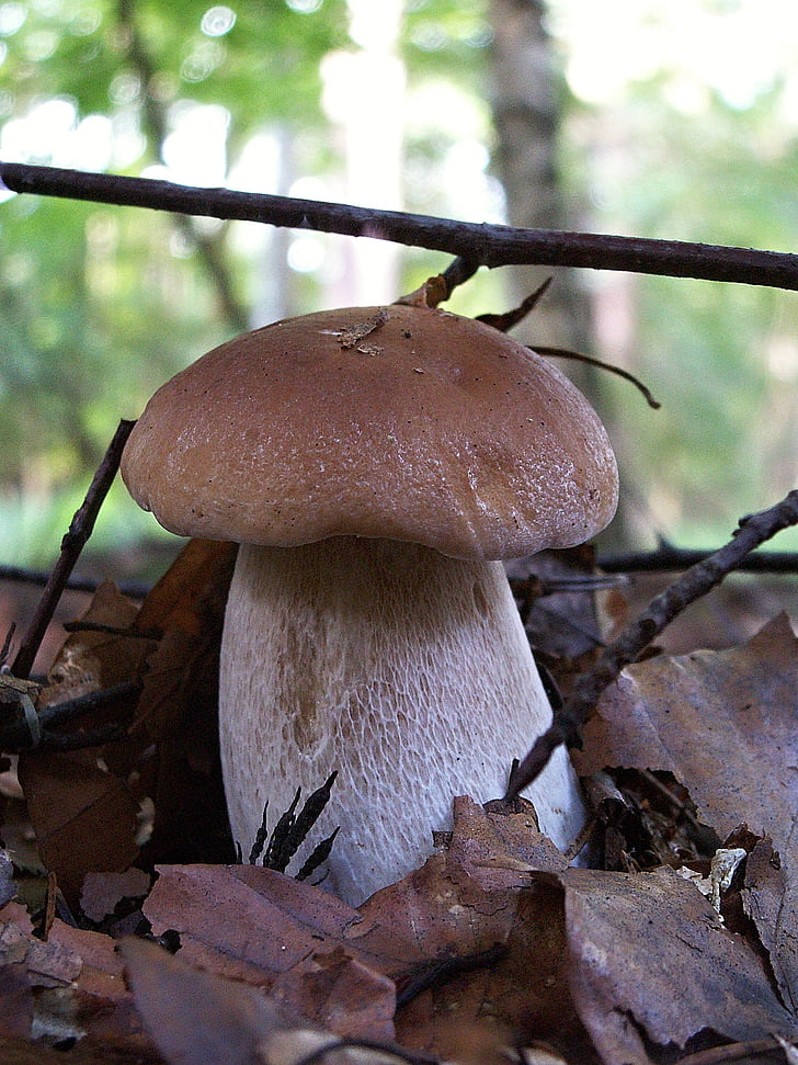 fungus, boletus, edible, mushroom right, nature, forest, macro