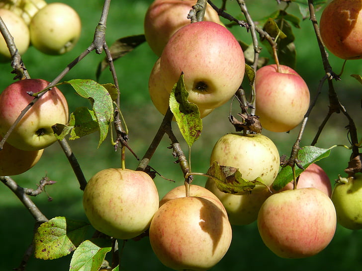 drvo jabuke, jabuka, voće, vitamini, Frisch, zdrav, zrela