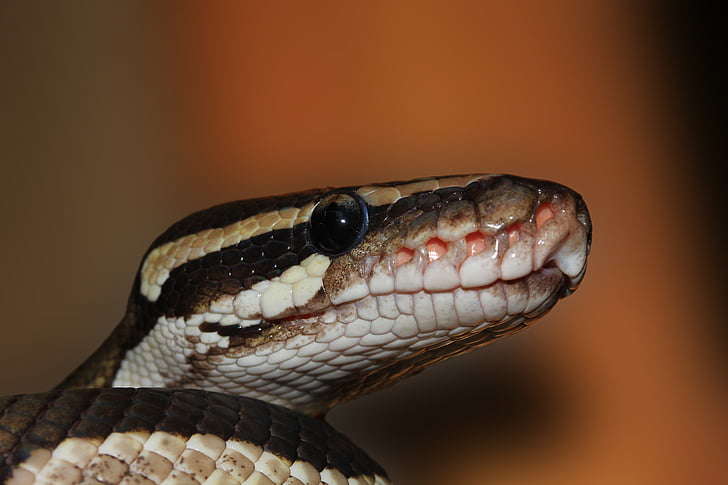 serpent, python boule, Python regius, beauté, brun, ballpyhton, Mojave