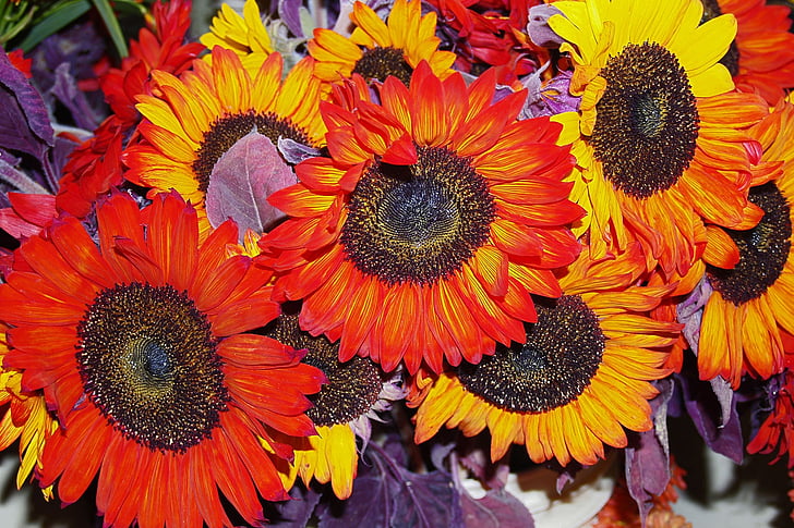 sunflower, red, yellow, nature, colorful, bunch, arrangement