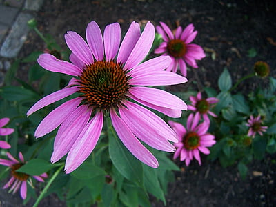coneflower, 핑크, 보라색, 꽃, 꽃, echinacea, 다년생