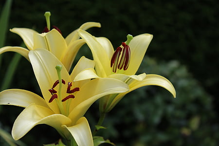 Lily, gul, blomster, haven, natur, blomst stempel, Luk