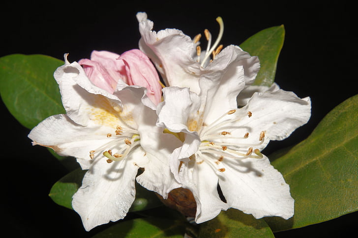 rododendron, květiny, Zavřít, bílá, světlé