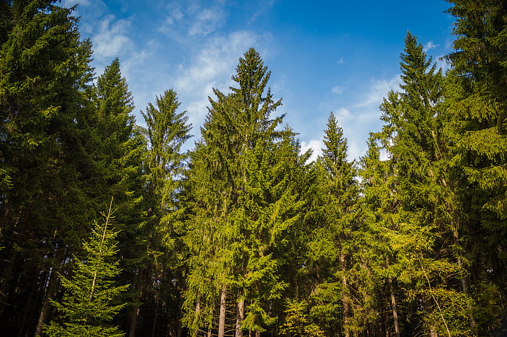 trees, summer, sky, nature, forest
