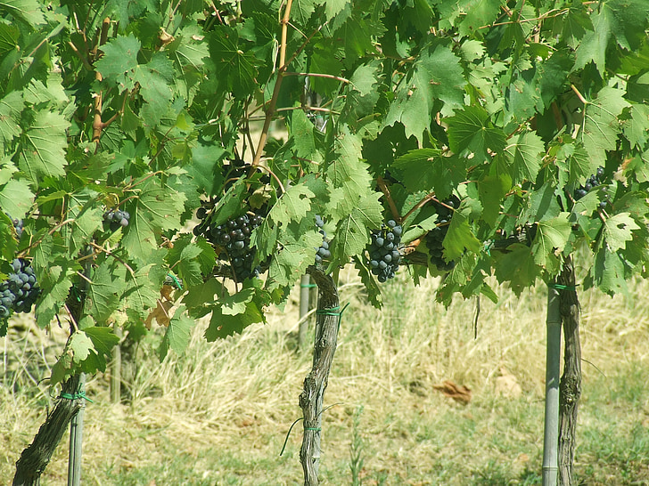 druer, vingården, natur
