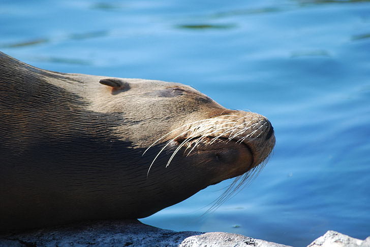 Seal, Zoo, Robbe, dyr, vand væsen, vand, natur
