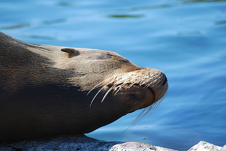 seal, zoo, robbe, animal, water creature, water, nature