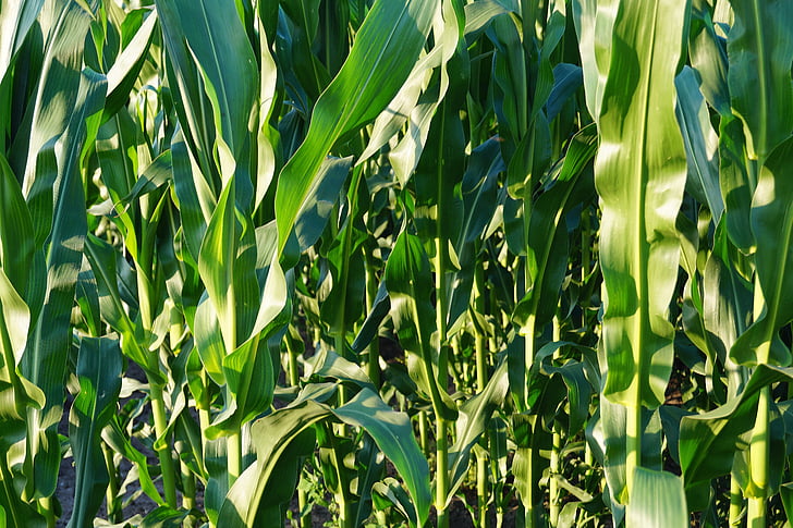 kukurūzas laukā, zaļa, kukurūza, lauks, lauksaimniecība, daba, atstāj