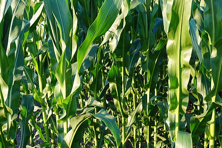 campo de maíz, verde, maíz, campo, agricultura, naturaleza, hojas