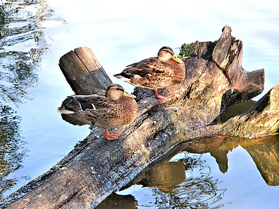 mallard, ducks, tree trunk, river, canada, animals, perched