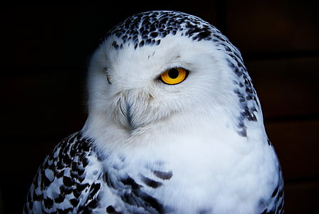 owl, snowy owl, animal, bird of prey, bird, beak, eye