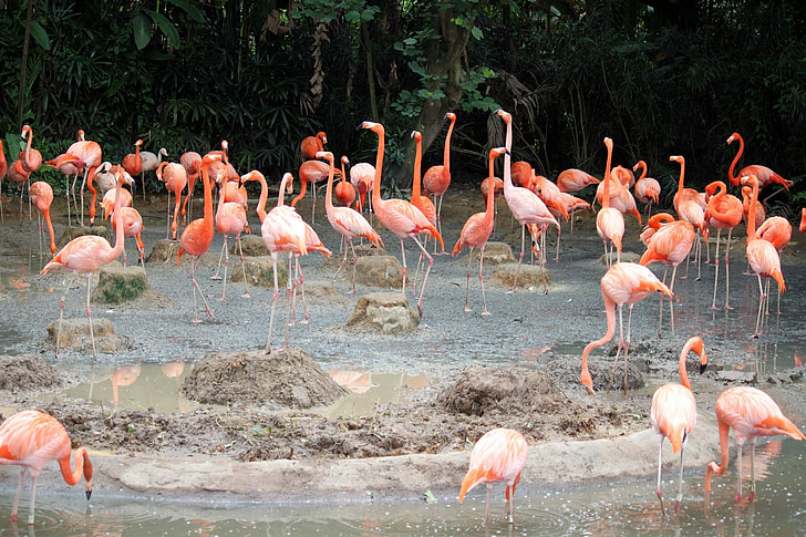 Flamingo, rybník, Singapur, Jurong, pták, parku