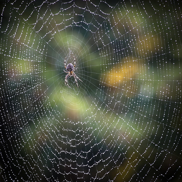 laba-laba, hujan, Web, alam, musim gugur, Taman