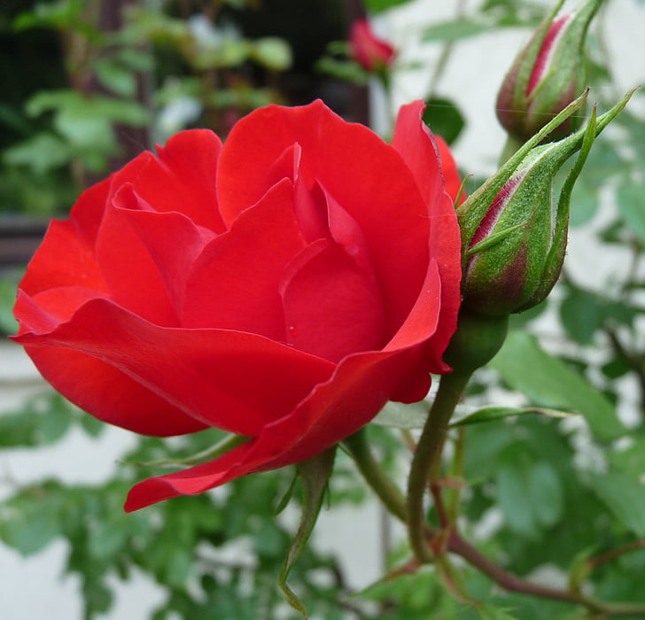 rose, red, blossom, bloom, garden, nature, flower