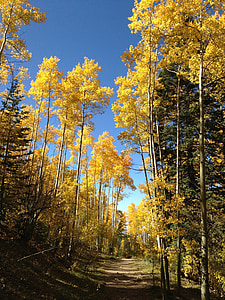 rerimbunan pohon Aspen, dedaunan, warna musim gugur, musim gugur, emas, daun, musim gugur