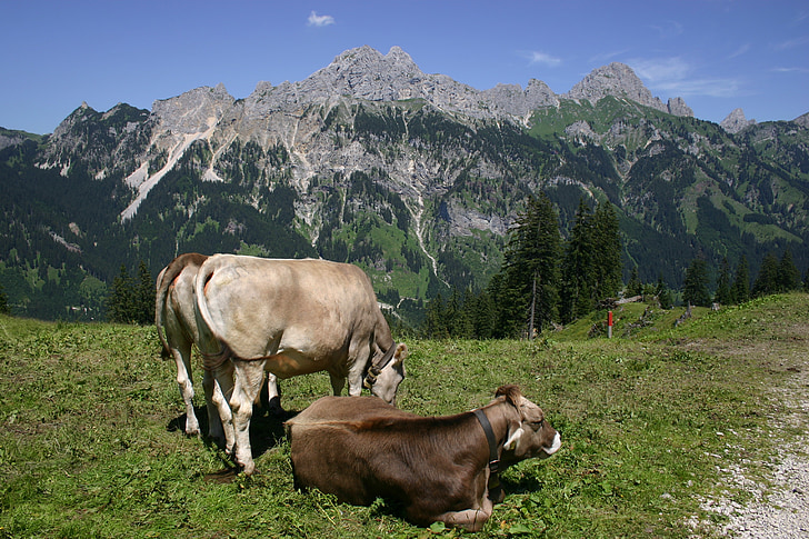 Tyrol, gräner tüütama alpe, lehmad, gimpel, punane flüh