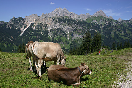 Tyrol, gräner mengganggu alpe, sapi, Gimpel, merah flüh