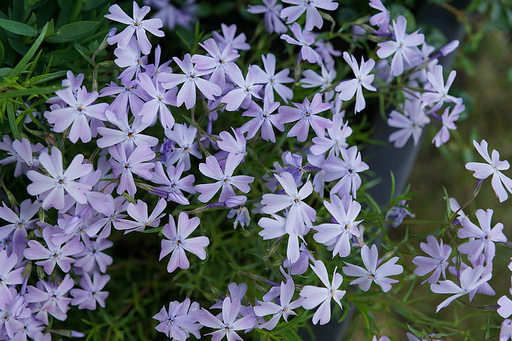 květ, fialová, květ, Bloom, Příroda, Zavřít, makro