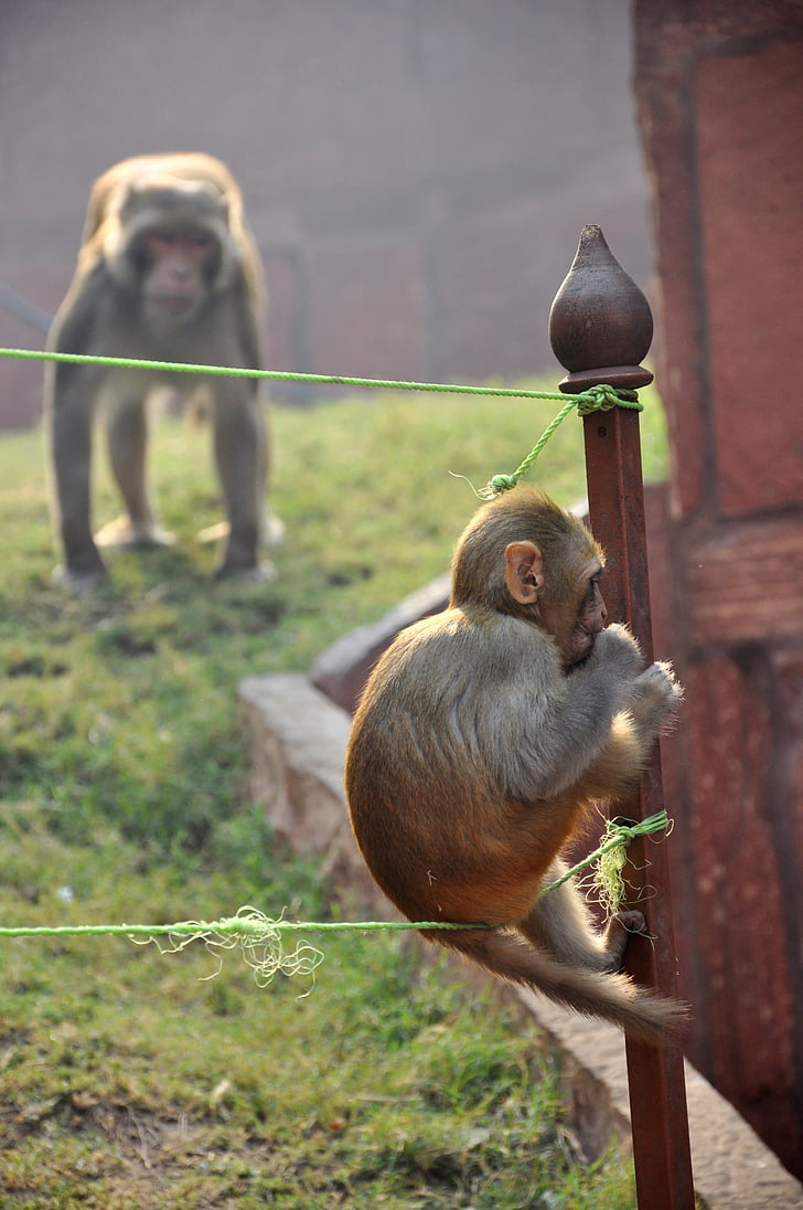 Affe, junge, Magot, Tier, Tiere in freier Wildbahn, Indien