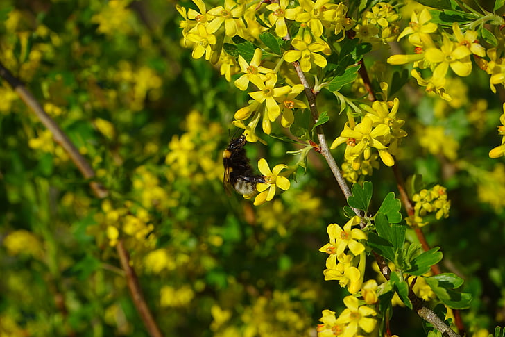 Ribes aureum, fleurs, jaune, Bush, Direction générale de la, arbuste, groseille