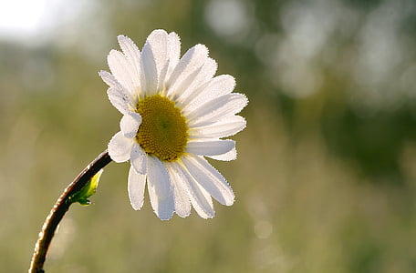 Daisy, blomma, gul, vit, kronbladen, Rosa, droppar