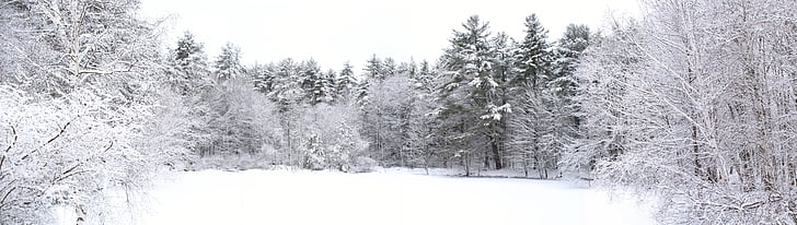 Estany, l'hivern, neu, gel, blanc, natura, paisatge