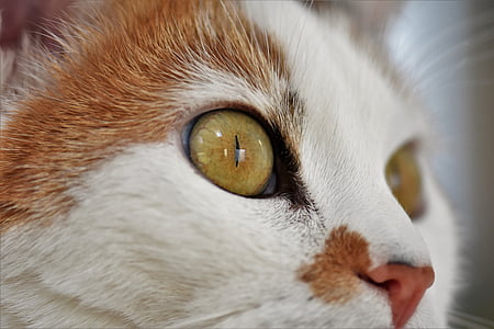 gat, animal, cara de gat, ulls de gat de, tancar, macro, blanc