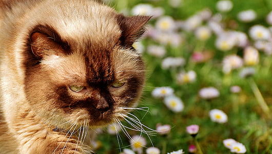 British shorthair, kaķis, mieze, tīrasiņu, spalva, mājas kaķis, dzīvnieku pasaule