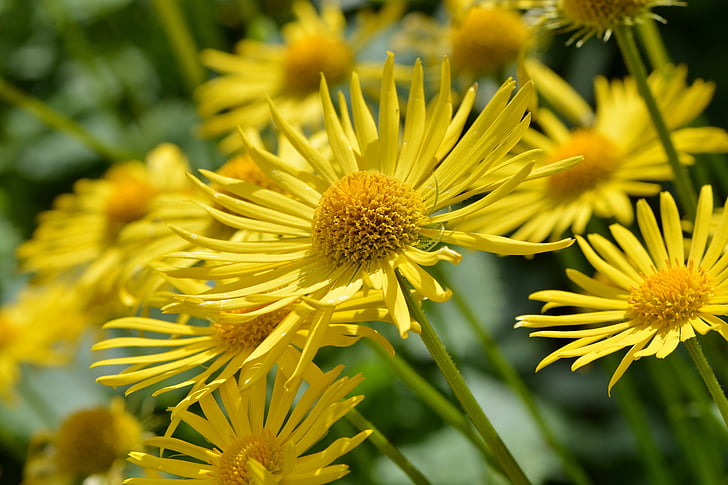 gemswurz Кавказ, gämswurz, цвете, растителна, Блосъм, Блум, жълто
