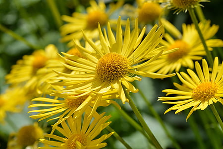 gemswurz Caucaso, gämswurz, fiore, pianta, Blossom, Bloom, giallo