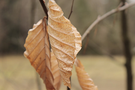 Les, Příroda, hnědá, podzim, list, strom, detail