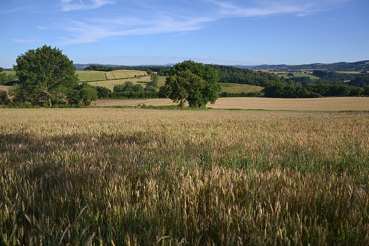landscape, wheat, cornfield, epi, nature, france, fleurs des champs