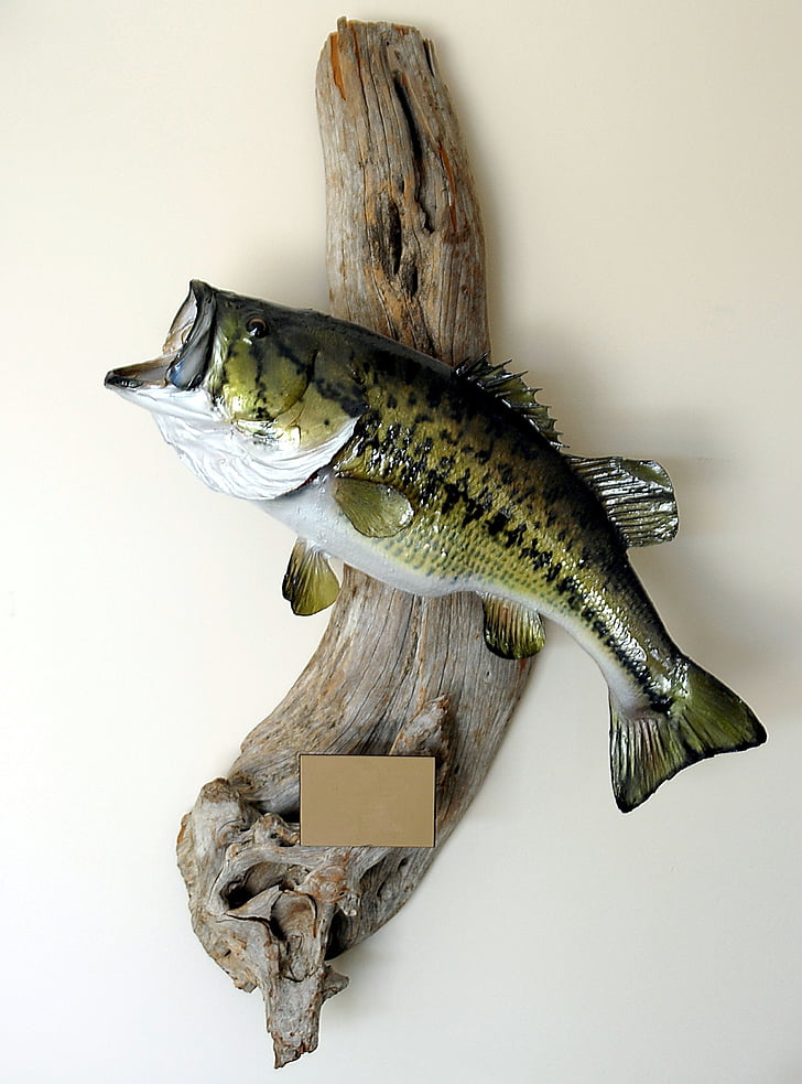 large mouth bass, fish mount, taxidermy, trophy, bass, fish, fishing