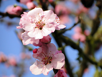 mandel blomster, frühlingsanfang, blomstrende kvist, våren, Spring awakening, blomster, Almond tree