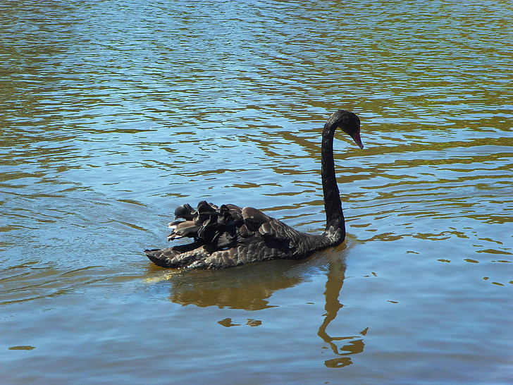 the black swan, river, kuroshio, wave, nail, new, bird