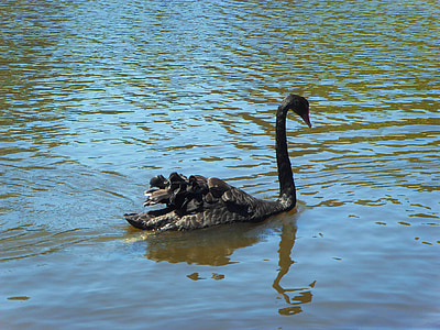 black swan, elven, Kuroshiostrømmen, bølge, spiker, nye, fuglen