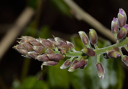Thiên nhiên, Hoa, wisteria, chồi