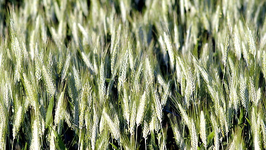 blat de moro, orelles, el cultiu de, l'agricultura, collita, Polònia, poble