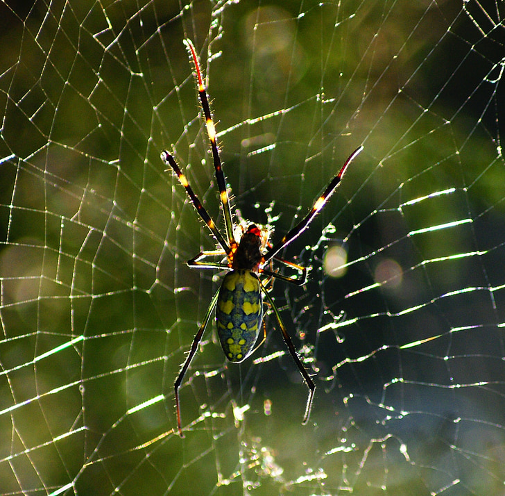 spin, Web, spinnenweb, insect, natuur