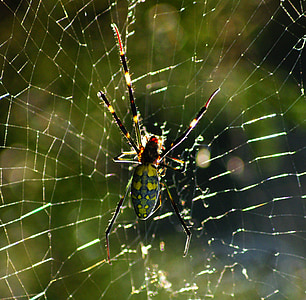 păianjen, Web, panza de paianjen, insectă, natura