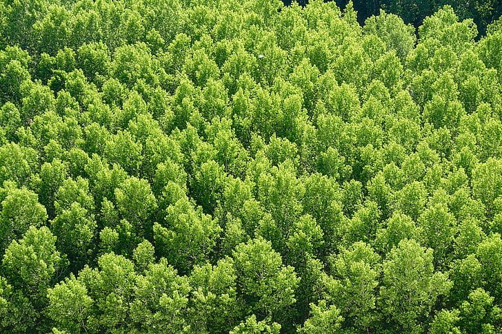 δάσος, δέντρα, περιβάλλον, τοπίο, φύλλα, φύλλωμα, δασικά δένδρα
