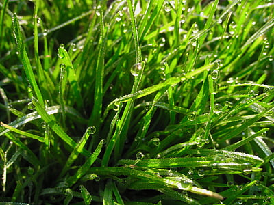 weed, green, drop of water, the morning dew, water, light, otsu park