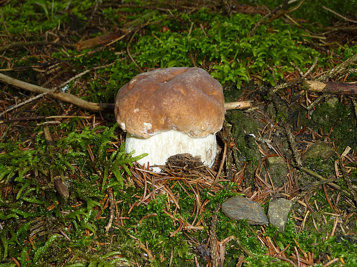 cep, herrenpilz, mushroom